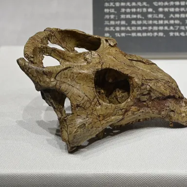 Liaoceratops