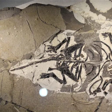 Liaoningosaurus