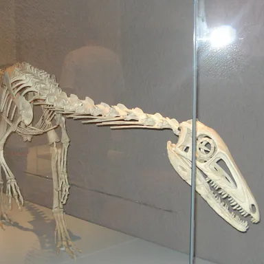 Liliensternus