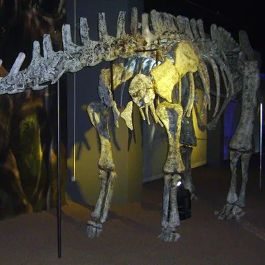Limaysaurus