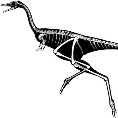Linhenykus