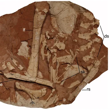 Linhevenator