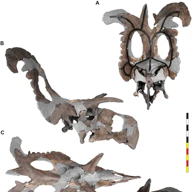 Lokiceratops