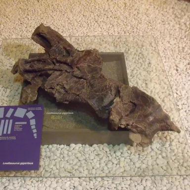 Losillasaurus