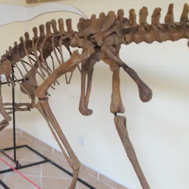 Lourinhanosaurus