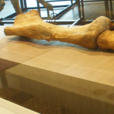 Lurdusaurus