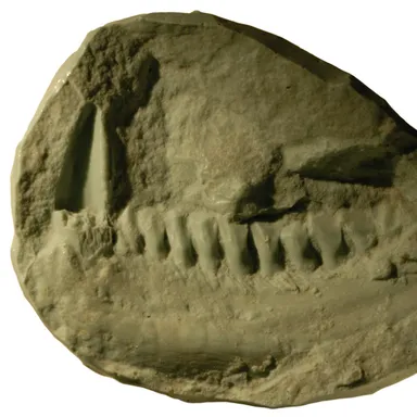 Lycorhinus