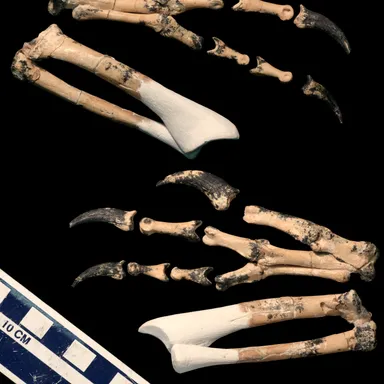 Machairasaurus