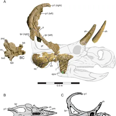 Machairoceratops