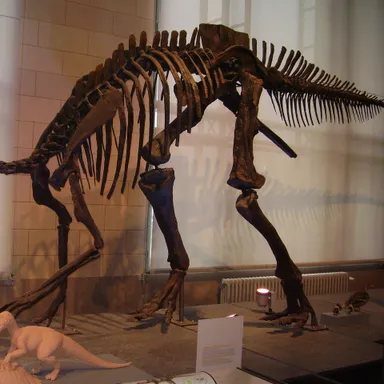 Maiasaura
