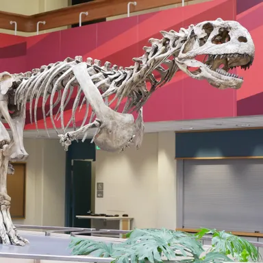 Majungasaurus