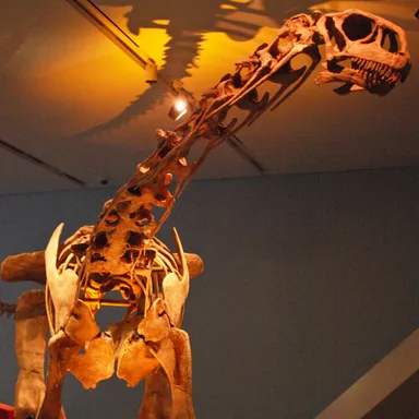 Malawisaurus