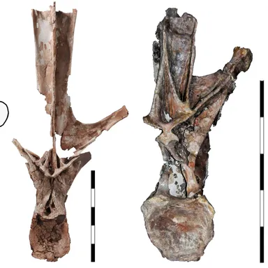 Maraapunisaurus