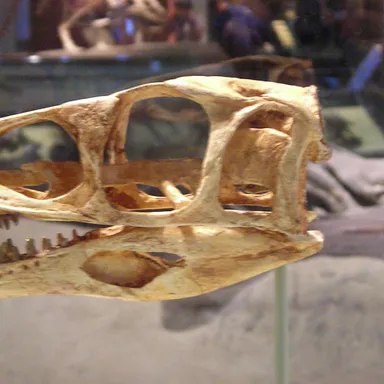 Masiakasaurus