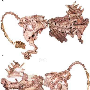 Massospondylus