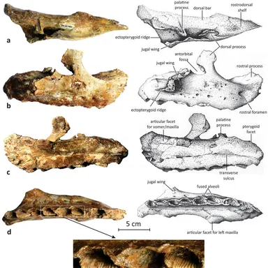 Matheronodon