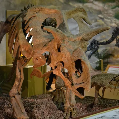Medusaceratops
