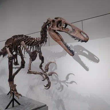 Megaraptor