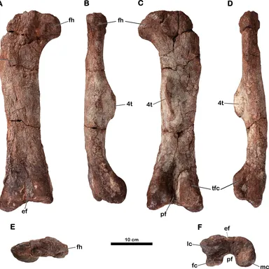 Meroktenos