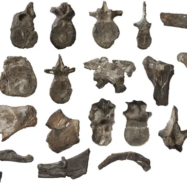 Metriacanthosaurus