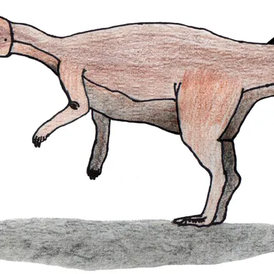 Micropachycephalosaurus