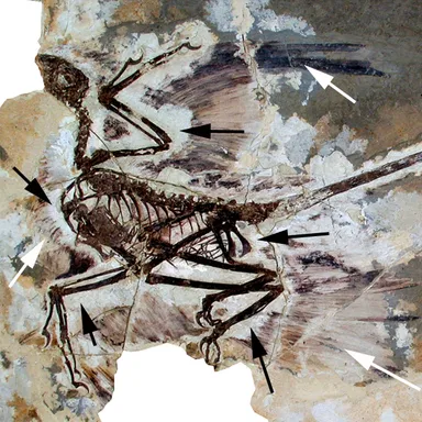 Microraptor