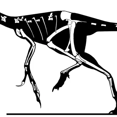 Microvenator