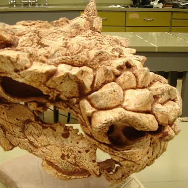 Minotaurasaurus