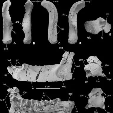 Mochlodon