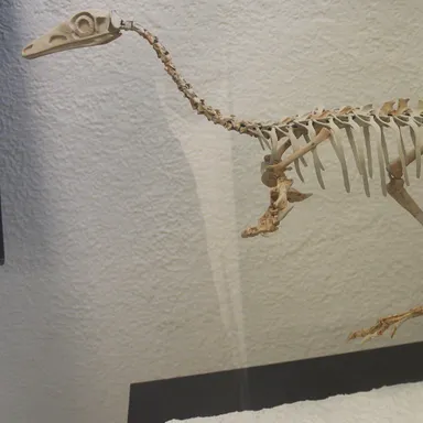 Mononykus