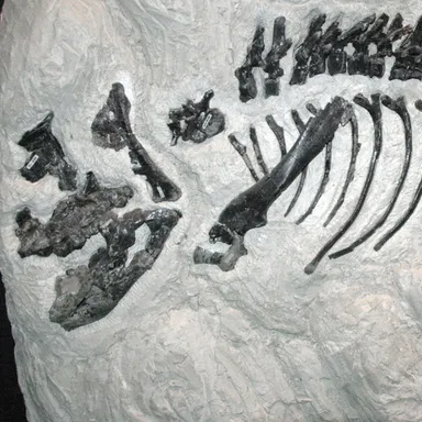 Montanoceratops