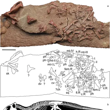 Mosaiceratops