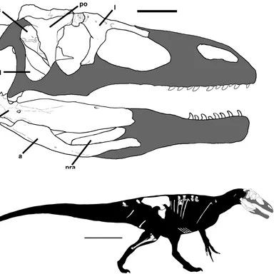 Murusraptor