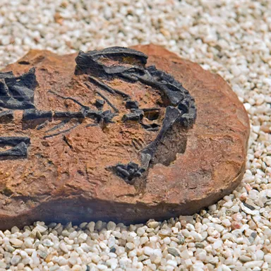Mussaurus