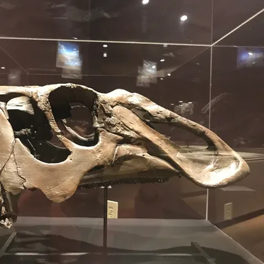 Naashoibitosaurus