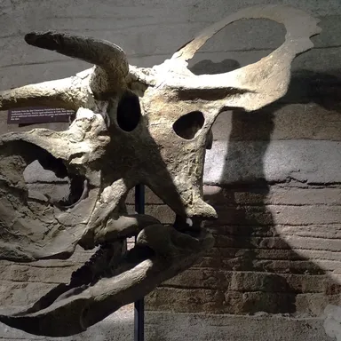 Nasutoceratops