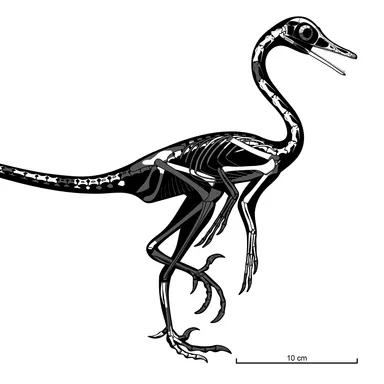 Natovenator