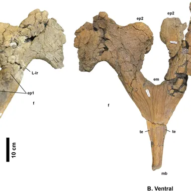 Navajoceratops