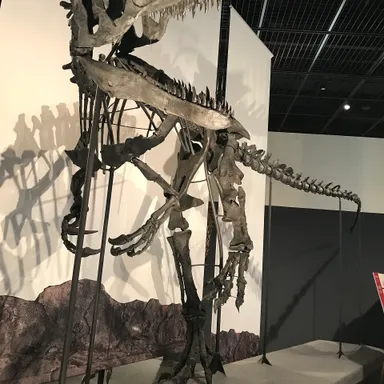 Neovenator