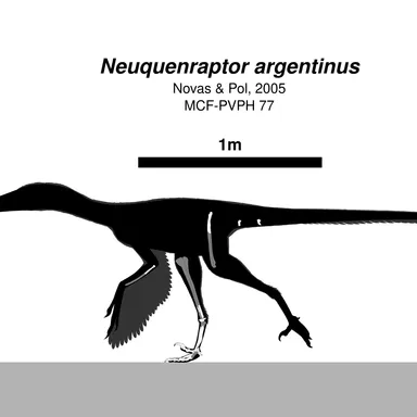 Neuquenraptor