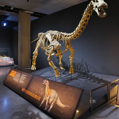 Neuquensaurus