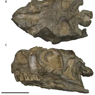 Ngwevu