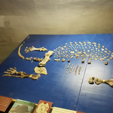 Niobrarasaurus