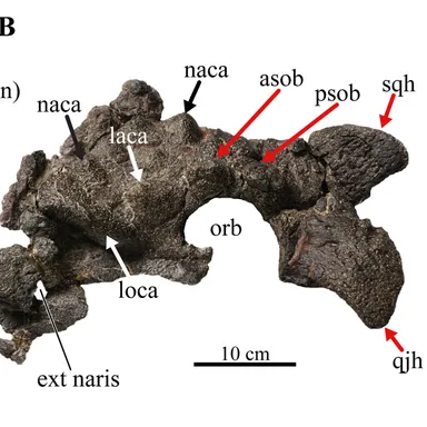 Nodocephalosaurus