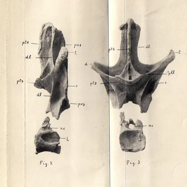Nopcsaspondylus
