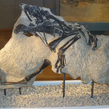 Notatesseraeraptor
