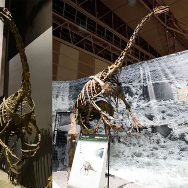Nothronychus