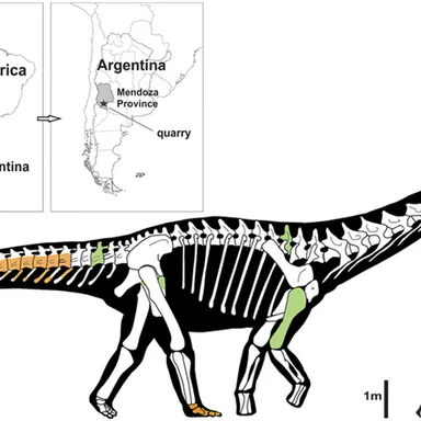 Notocolossus