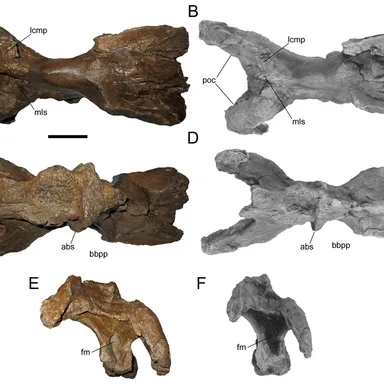 Ornatops