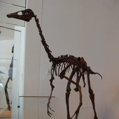 Ornithomimus